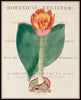 Vintage Botanical Print Set No.12 - Giclee Canvas Art Prints - Antique Botanical Prints - Wall Art - Prints - Posters - Botanical Print Sets