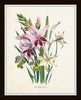Les Lilies Botanical Print Set