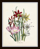 Les Lilies Botanical Print Set