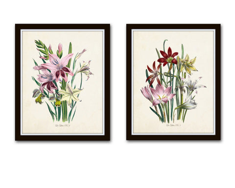 Les Lilies Botanical Print Set - Giclee - Canvas Print - Antique Botanical - Print - Poster -Wall Art Multiple Sizes Starting At Usd 15.00+