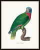 French Parrot Print Set Of Six Giclee Canvas Prints
