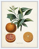 Vintage Citrus Orange Botanical Print Set - Giclee Prints