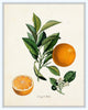 Vintage Citrus Orange Botanical Print Set - Giclee Prints