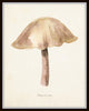 Watercolor Mushrooms Print Set No. 6
