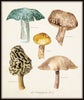 Watercolor Mushrooms Botanical Print Set