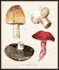 Watercolor Mushrooms Botanical Print Set