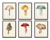 Watercolor Mushrooms Print Set No. 6