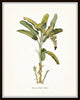 Tropical Botanical Print Set