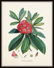 Rhododendron Botanical Print Set No. 2