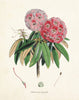 Rhododendron Botanical Print Set No. 2