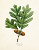 Oak Leaf Botanical Print Set No. 2