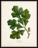 Oak Leaf Botanical Print Set No. 2