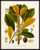 Flora Ii Vintage Botanical Print Set