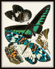 Butterfly Print Set - Seguy Art Nouveau Butterfly Prints
