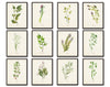 Watercolor Herbs Print Set No.5 - 12 Herb Botanical Prints