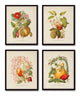 Botanical Tribes Print Set No. 52 - Giclee Art Prints