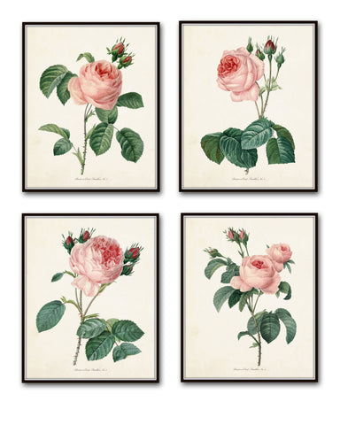 Redoute Roses Botanical Print Set No. 1 - Botanical Print Set