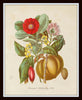 Botanical Tribes Print Set No. 52 - Giclee Art Prints