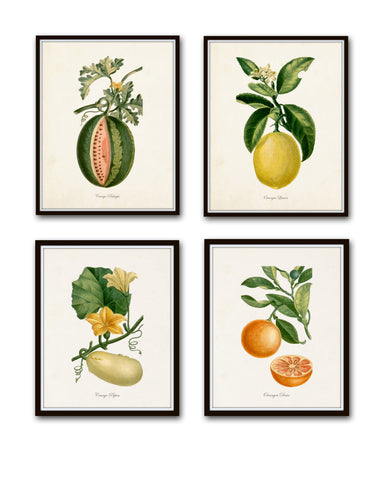 Antique Fruit Print Print Set No. 1 – Belle Maison Art