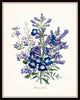 Fleurs De Jardin Print Set No. 8 - Botanical Print Set