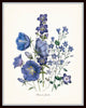 Fleurs De Jardin Print Set No. 8 - Botanical Print Set