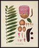 Fragmenta Botanica Palm Frond Print Set No. 5
