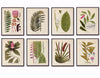 Fragmenta Botanica Palm Frond Print Set No. 5