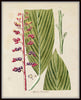 Palm Frond Botanical Print Set No. 15