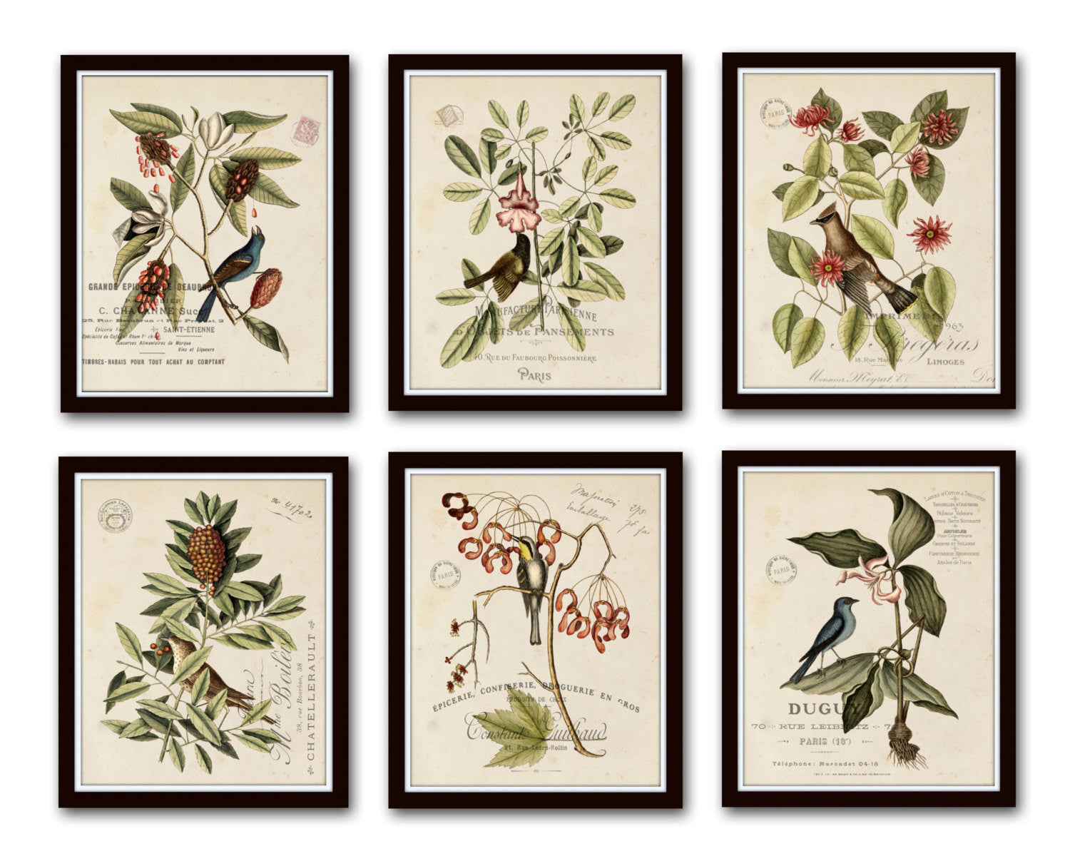 Slikke Erobrer stribet Vintage Bird and Botanical Print Set No.2 - Giclee Art Prints – Belle  Maison Art