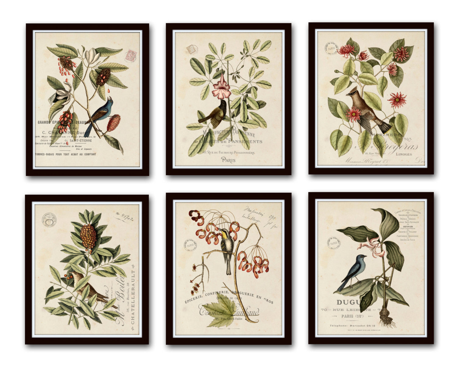 Vintage Fruit Poster Botanical Print French Fruit Print Wall Art