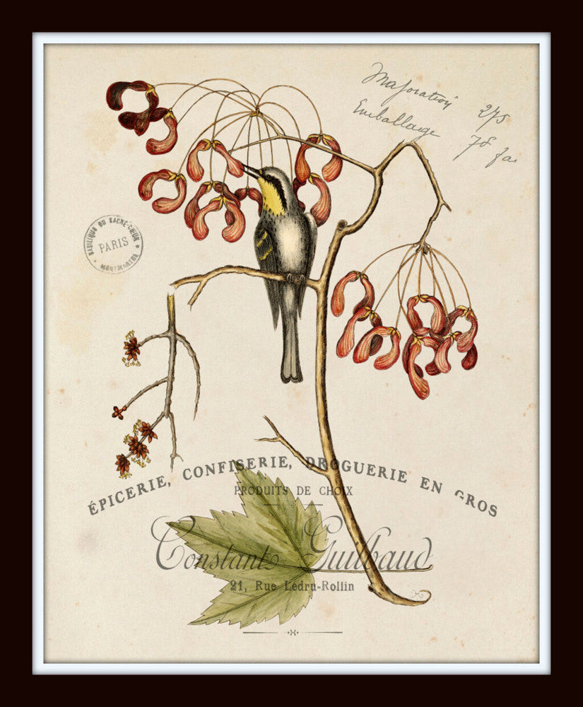 Vintage Bird and Botanical Print Set No.2 - Giclee Art Prints – Belle ...