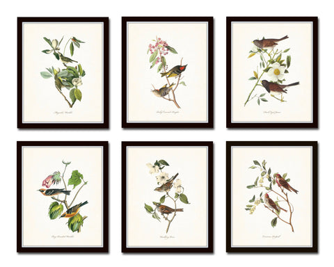 Audubon Bird Print Set No. 1