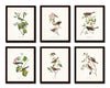 Audubon Bird Print Set No. 1