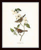 Audubon Bird Print Set No. 1