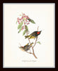 Audubon Bird Print Set No. 1