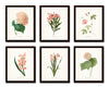 Pink Botanical Floral Print Set No. 2