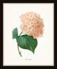 Pink Botanical Print Set No. 5 - Redoute Botanical Prints
