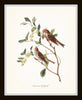 Audubon Bird Print Set No. 1