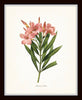 Pink Botanical Floral Print Set No. 2