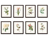 Bird and Botanical Print Set No. 2 - Redoute & Audubon Prints