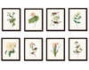 Bird and Botanical Print Set No. 3 - Redoute & Audubon Prints