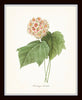 Bird and Botanical Print Set No. 3 - Redoute & Audubon Prints