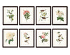 Bird and Botanical Print Set No. 1 - Redoute & Audubon Prints