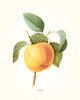 Antique Fruit Prints Set No. 3