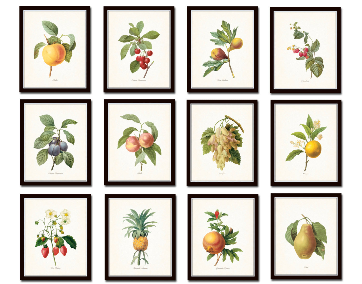 Antique Fruit Print Print Set No. 1