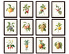 Antique Fruit Print Print Set No. 1