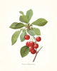 Antique Fruit Print Print Set No. 1