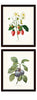 Three Antique Fruit Prints From Set No. 3