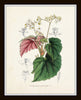 English Garden Botanical Print Set No. 6