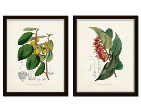 English Garden Botanical Print Set No. 7